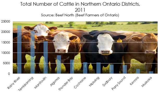 graph: number of cattle in Northern Ontario districts